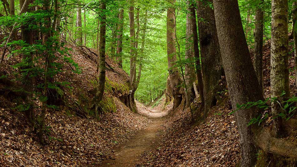 Natchez Trace